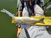 20" Redfish on 20240404